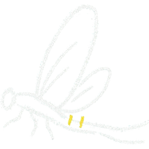 Chalk mayfly